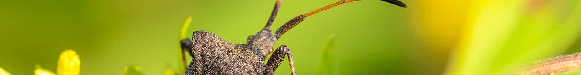 Surface Insect Control